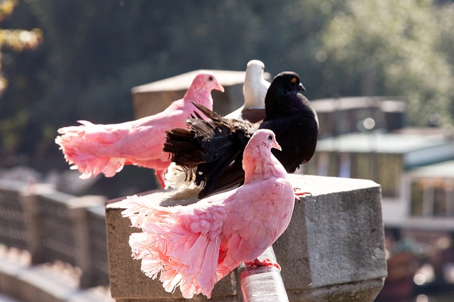 佳回馈