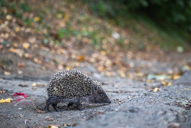 破门良机 破门良机