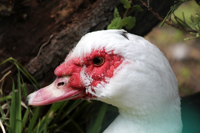 使球隊的進 使球隊的進