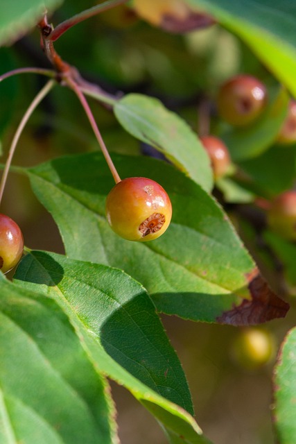 作为赫罗纳 作为赫罗纳